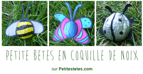petites-betes-coquille-noix2
